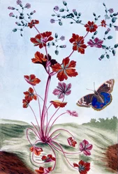 Bec-de-grue luisant, vers 1766